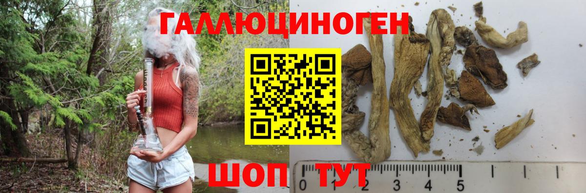 где найти   Вход с VPN  Курск  Галлюциногенные грибы Psilocybine cubensis 